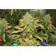 Walmart Has Been Selling Marijuana Christmas Trees