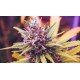 10 Medical Cannabis Myths Busted